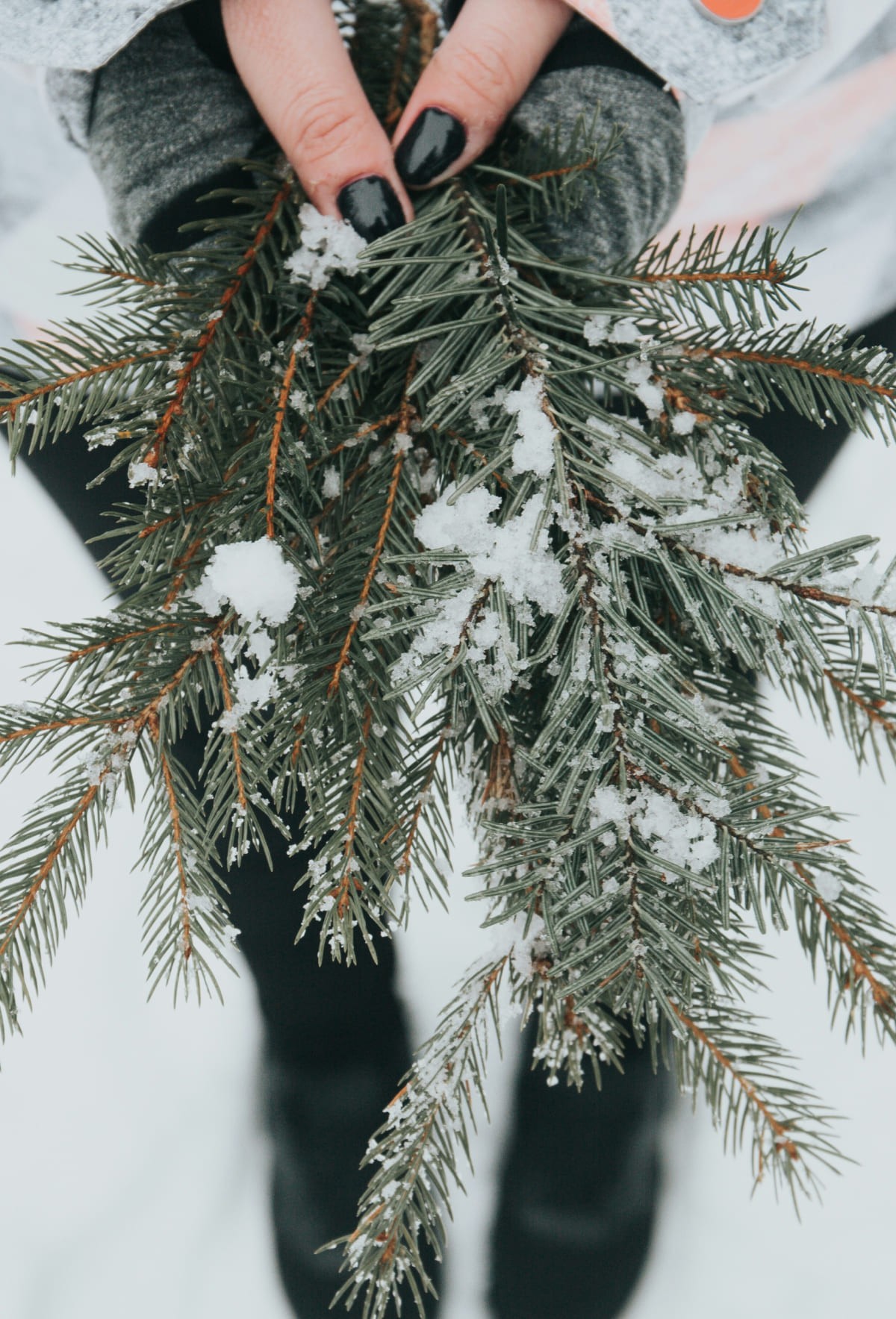 Tannenzweig © Alisa Anton on unsplash.com